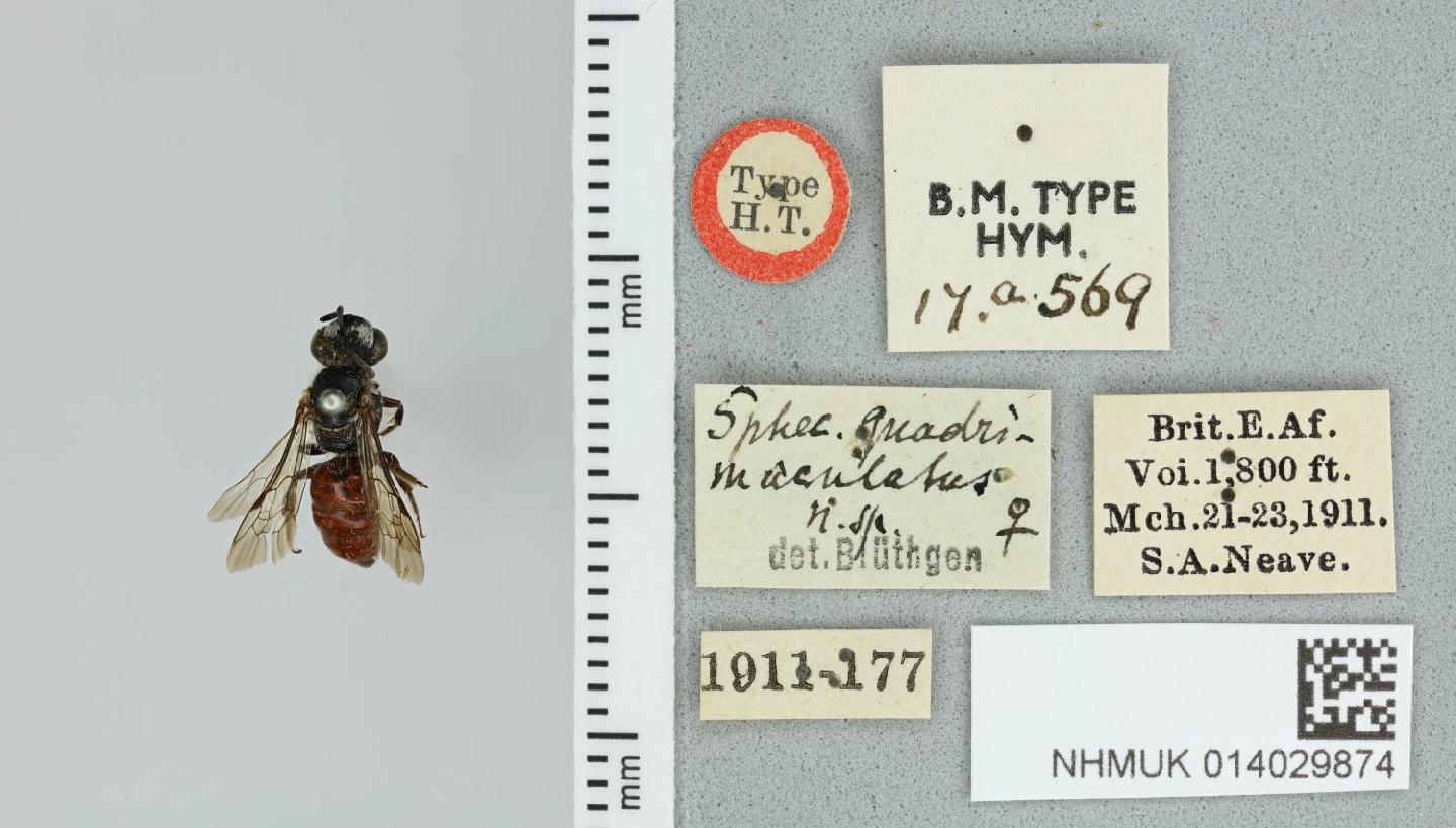 Sphecodes quadrimaculatus