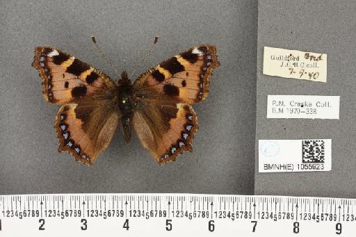 Aglais urticae ab. brunneoviolacea Raynor, 1909 - BMNHE_1055923_45221