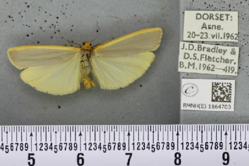 Eilema complana (Linnaeus, 1758) - BMNHE_1664703_288466