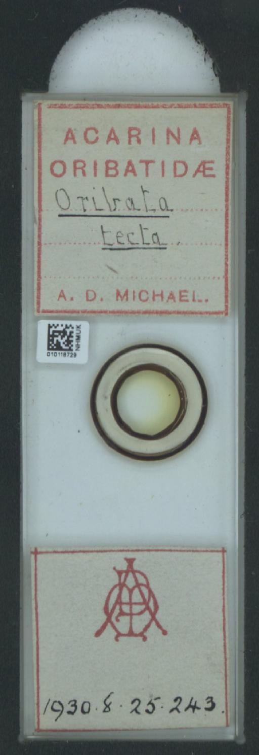 Oribata tecta A.D. Michael, 1884 - 010118729_128148_548653