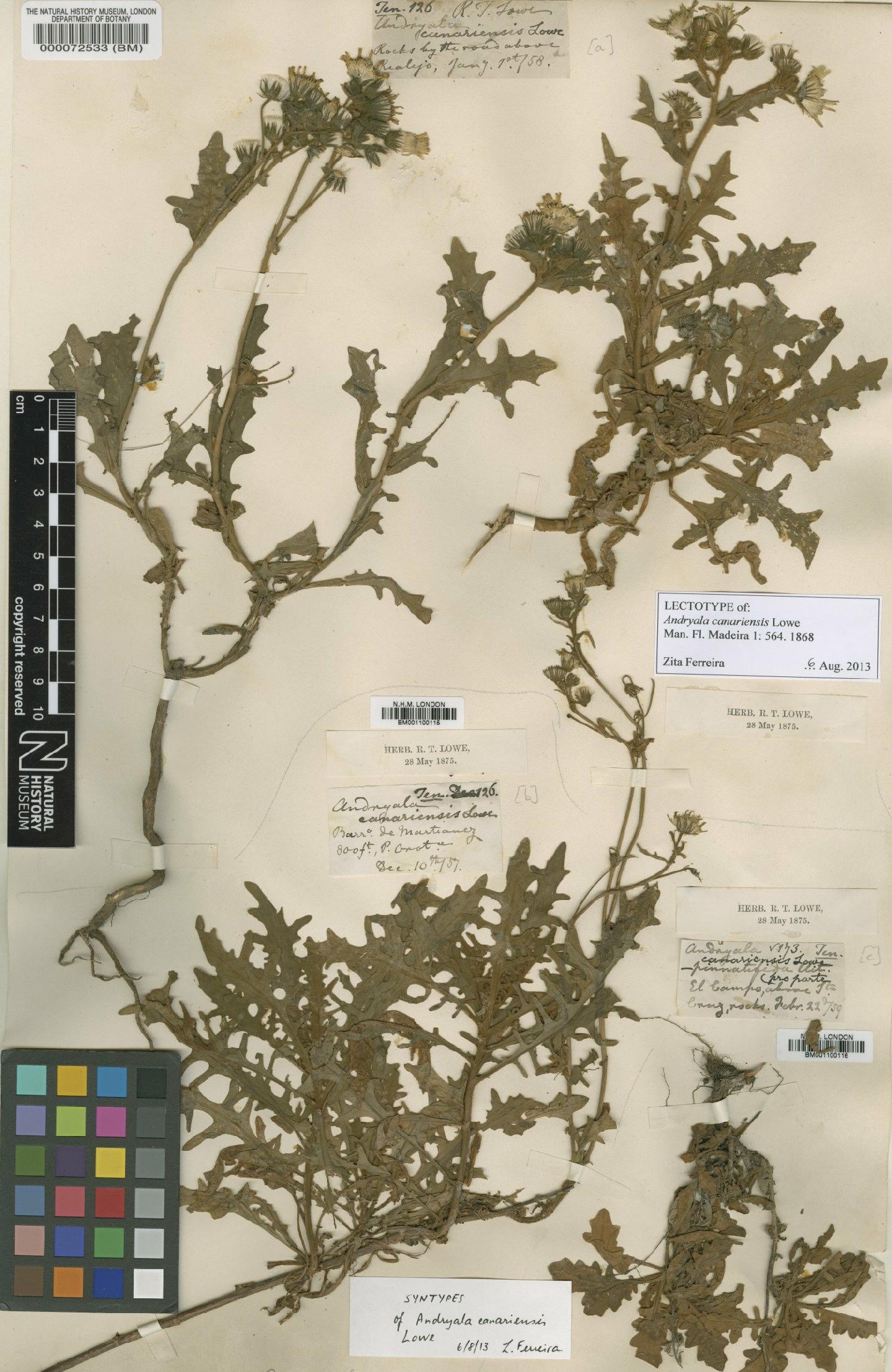 To NHMUK collection (Andryala canariensis Lowe; Syntype; NHMUK:ecatalogue:4592744)