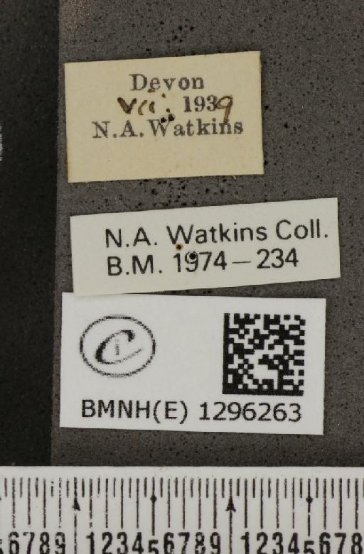 Maculinea arion eutyphron ab. subtus-maculis-extensis Oberthür, 1896 - BMNHE_1296263_label_147285