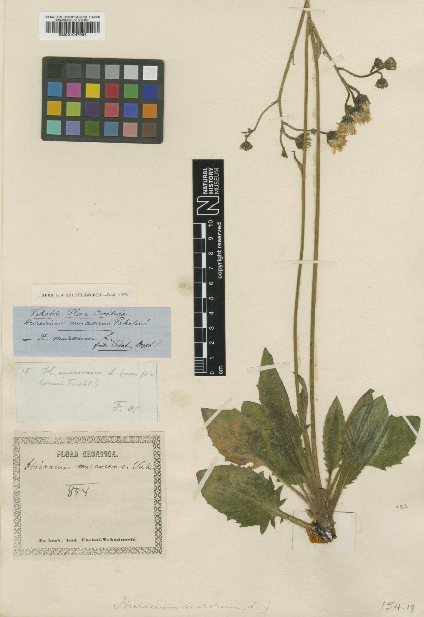 To NHMUK collection (Hieracium trebevicianum subsp. mucescens (Vuk.) Zahn; Type; NHMUK:ecatalogue:2820464)