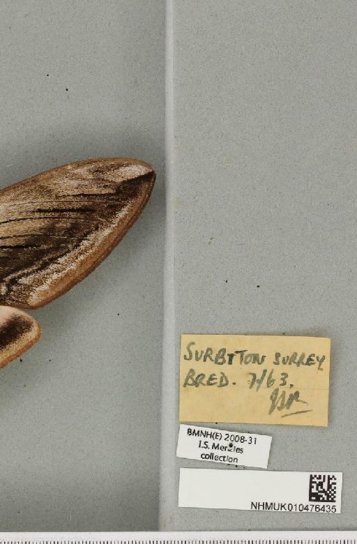 Sphinx ligustri Linnaeus, 1758 - NHMUK_010476435_label_533826