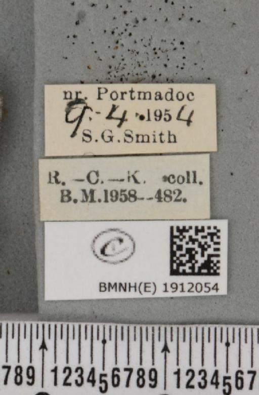 Aethalura punctulata (Denis & Schiffermüller, 1775) - BMNHE_1912054_label_485046
