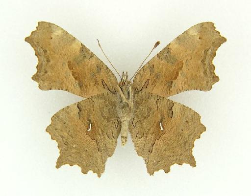 Polygonia balucha Evans - Polygonia balucha (Evans) type female underside