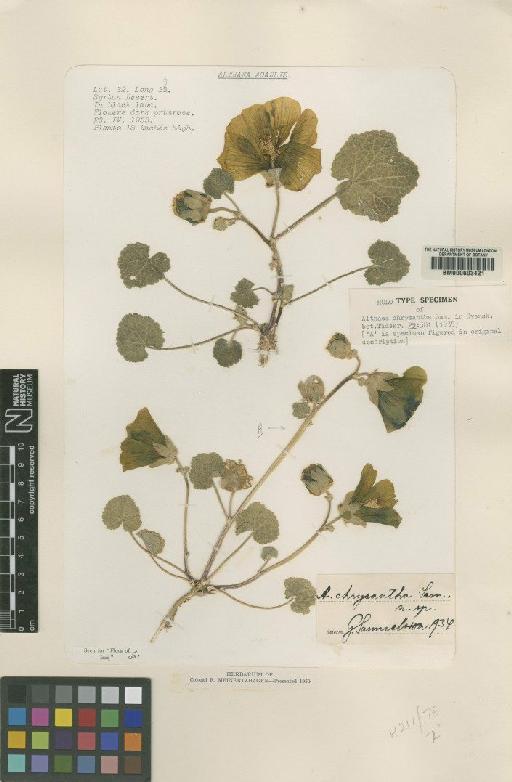 Althaea chrysantha - BM000603421