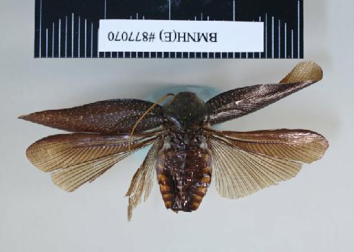 Rhabdoblatta sinensis (Walker, 1868) - Rhabdoblatta sinensis Walker, F, 1868, male, non type, dorsal. Photographer: Aging Wang. BMNH(E)#877070