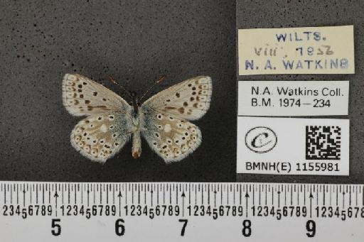 Lysandra coridon ab. minutissimus Tutt, 1910 - BMNHE_1155981_107121