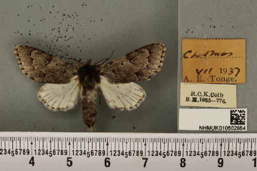 Acronicta leporina ab. melanocephala Mansbridge, 1905 - NHMUK_010502864_561031