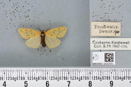 Setina irrorella (Linnaeus, 1758) - BMNHE_1660651_290694