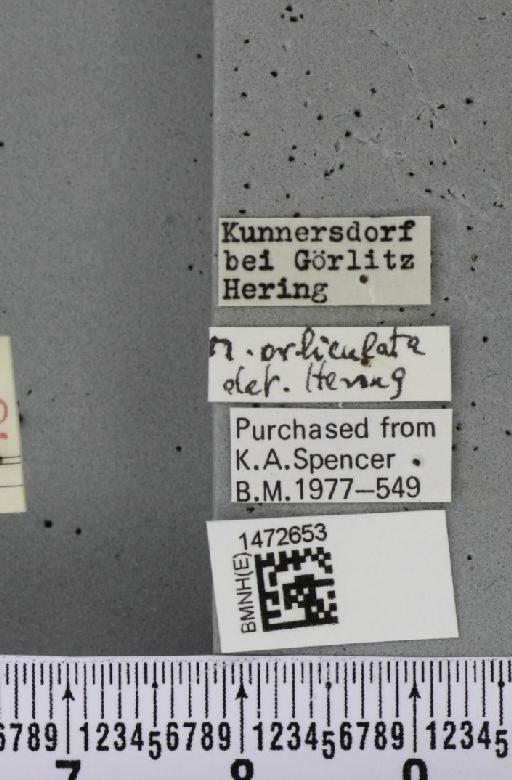 Ophiomyia orbiculata (Hendel, 1931) - BMNHE_1472653_label_60402