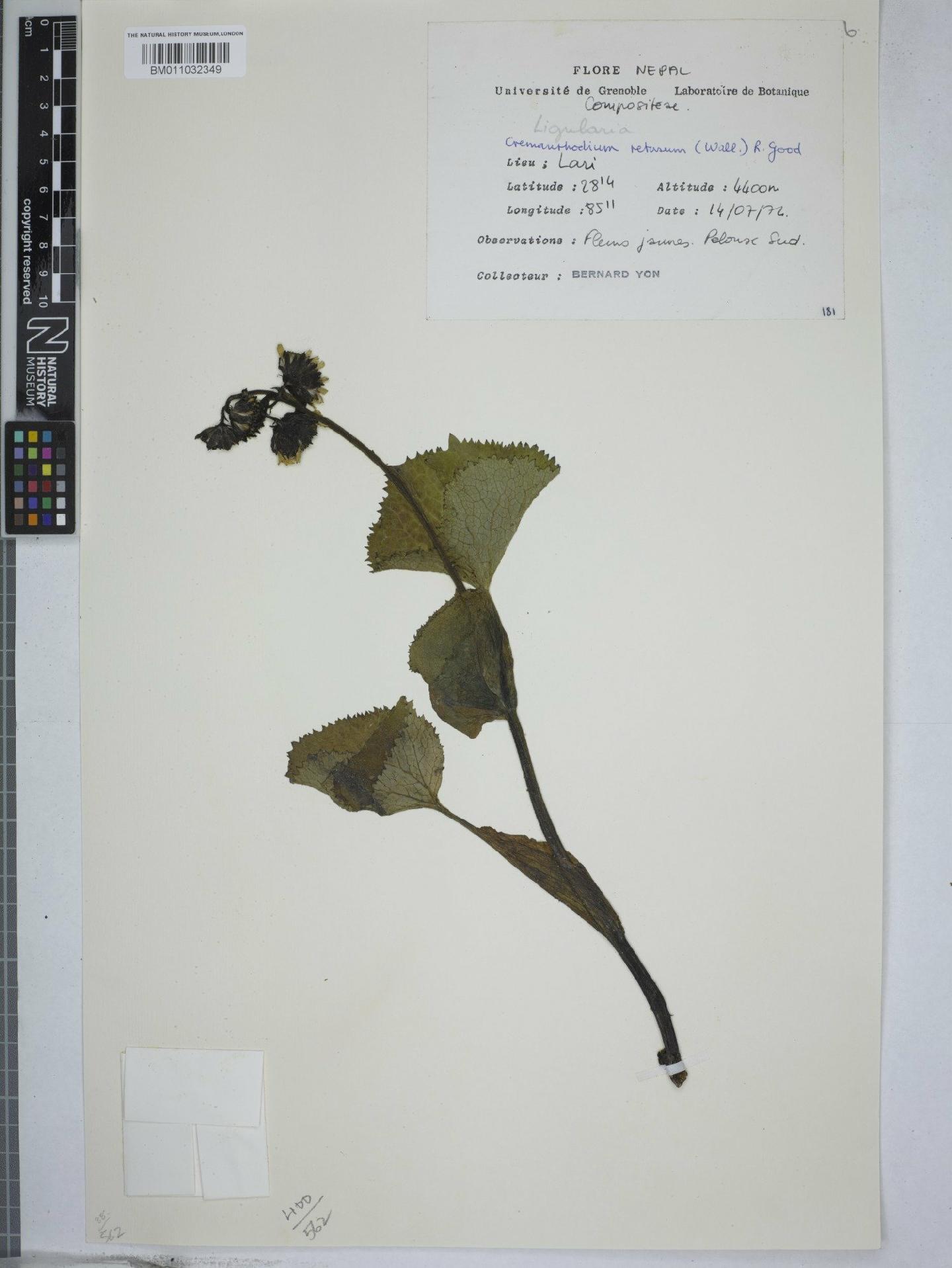To NHMUK collection (Cremanthodium retusum Good; NHMUK:ecatalogue:9156015)