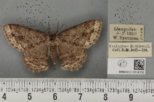 Ectropis crepuscularia ab. delamerensis Buchanan White, 1877 - BMNHE_1914336_482170