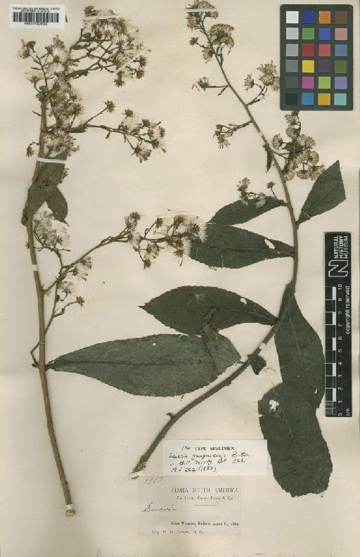 Senecio yungasensis Britton - BM001024055