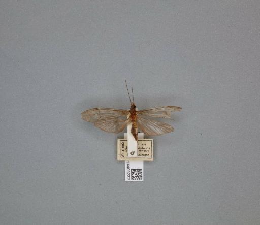 Triplectides gracilis (Burmeister, 1839) - 014409232_261460_1757913