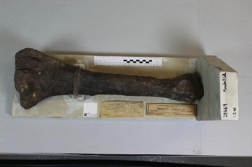 Iguanodon mantelli von Meyer, 1832 - 010037010_L010220949