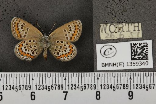 Plebejus argus argus ab. basijuncta Tutt, 1909 - BMNHE_1359340_154231