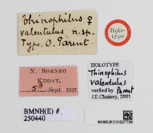 Thinophilus valentulus Parent, 1935 - Thinophilus_valentulus-010627796-label