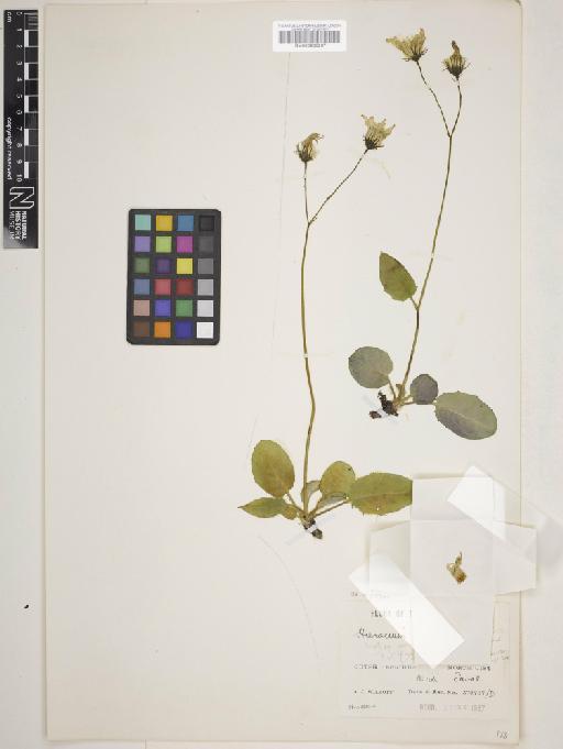 Hieracium shoolbredii Marshall - 000933267_cap