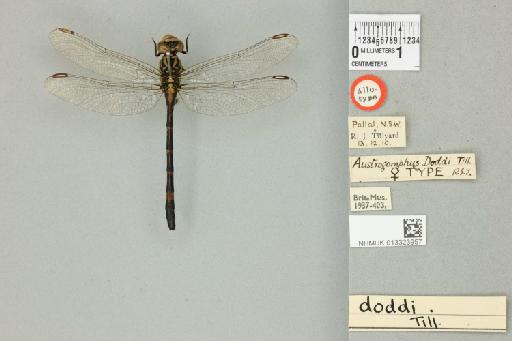 Austrogomphus doddi Tillyard, 1909 - 013323957_dorsal
