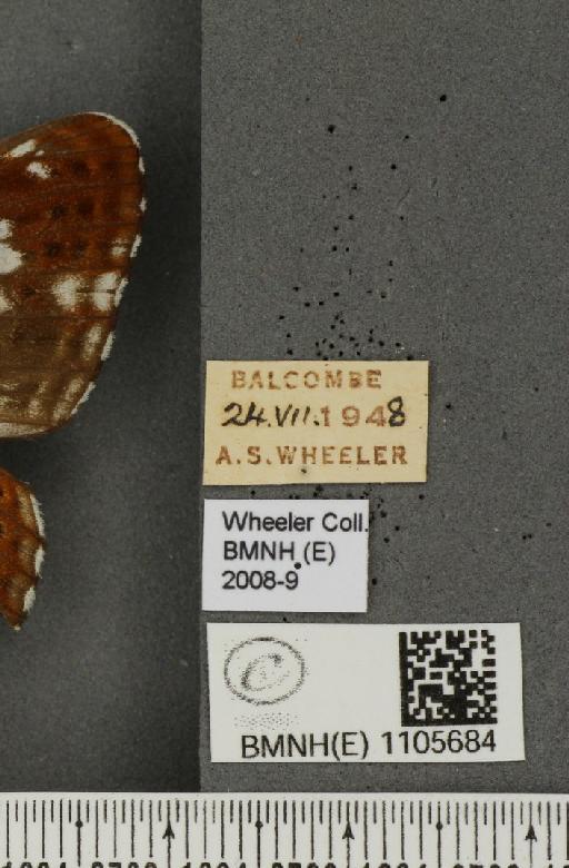 Limenitis camilla (Linnaeus, 1764) - BMNHE_1105684_label_43614