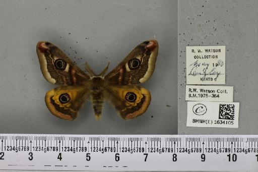 Saturnia pavonia (Linnaeus, 1758) - BMNHE_1634105_203175