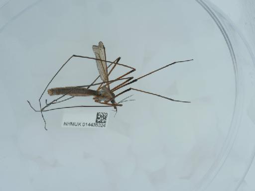 Tipula oleracea - 014438324_2