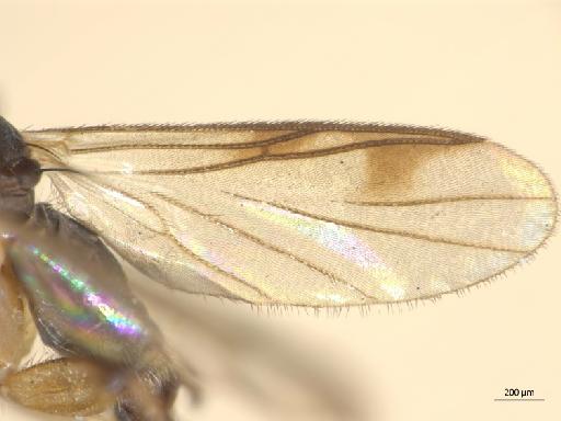 Procycloneura paranensis Edwards, 1932 - 010626487_Procycloneura_paranensis_STBMNH254311_wing