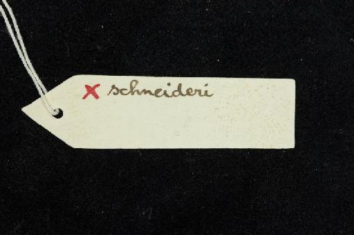 Hipposideros schneideri Thomas, 1903 - 1904_4_1_2-Hipposideros_schneideri-Holotype-Skull-label_reverse