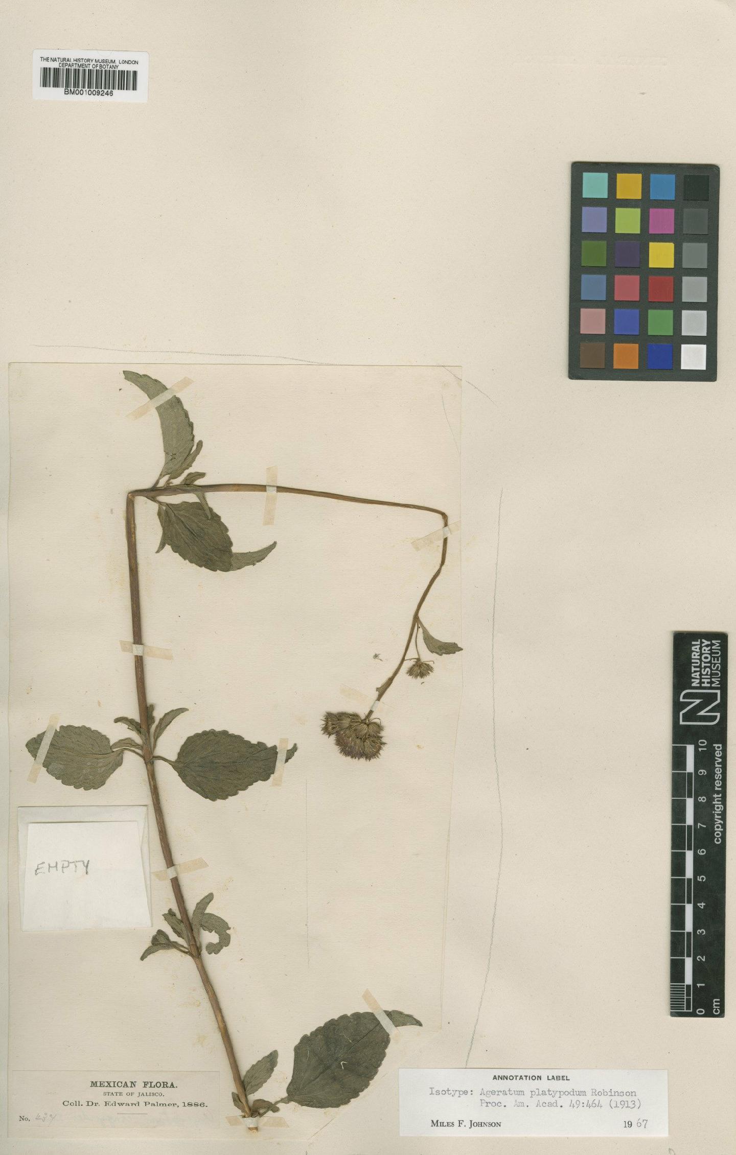 To NHMUK collection (Ageratum platypodum B.L.Rob.; Isotype; NHMUK:ecatalogue:561409)