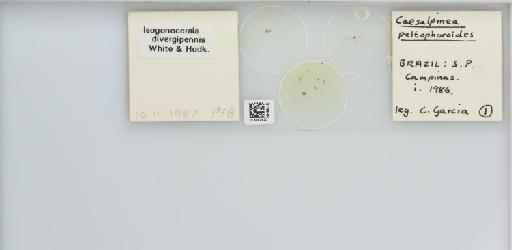 Isogonoceraia divergipennis White & Hodkinson, 1980 - 013482920_117198_1146273_157792_NonType_result
