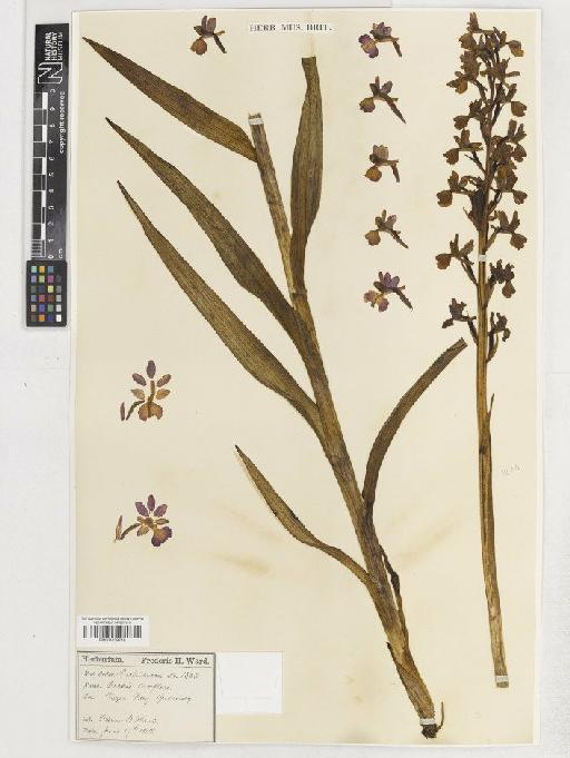 Anacamptis laxiflora (Lam.) R.M.Bateman, Pridgeon & M.W.Chase - BM001138718