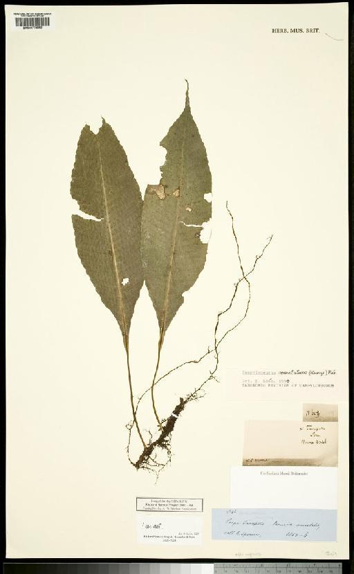 Campyloneurum repens (Aubl.) C.Presl - Spruce - BM000776950