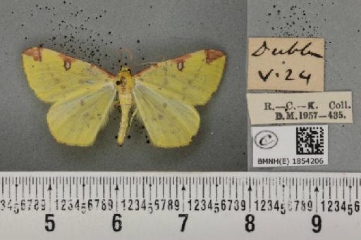 Opisthograptis luteolata (Linnaeus, 1758) - BMNHE_1854206_428141