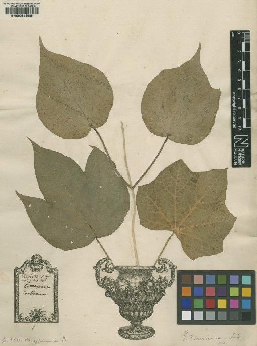 Gossypium arboreum L. - BM000646506