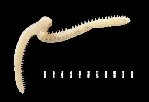 Namanereis littoralis Hutchings and Turvey,  1982 - Polychaete type specimen; Nereidae; 1982.4 view 2