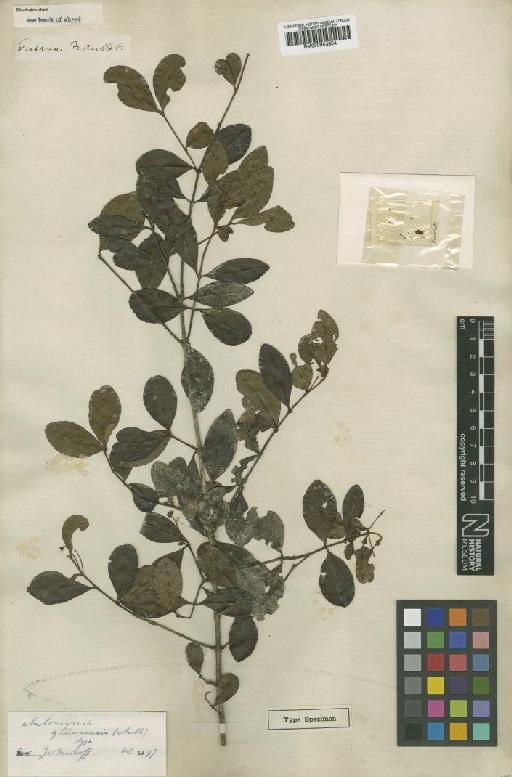 Myrcia guianensis (Aubl.) DC. - BM000953654