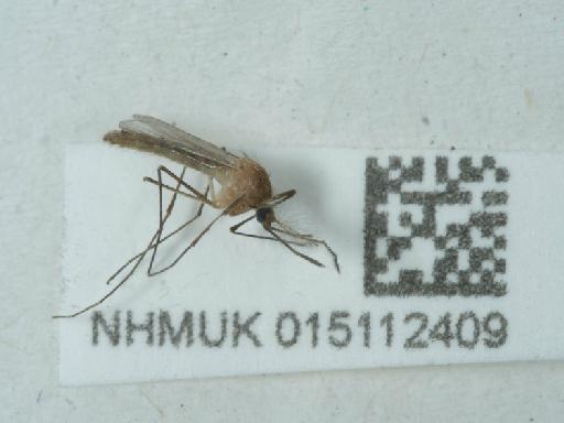 Culicidae Meigen, 1818 - 015112409_1