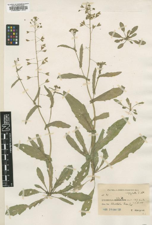 Capsella bursa-pastoris (L.) Medik. - BM000582834