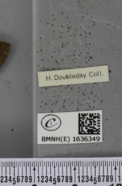 Macroglossum stellatarum (Linnaeus, 1758) - BMNHE_1636349_label_206065
