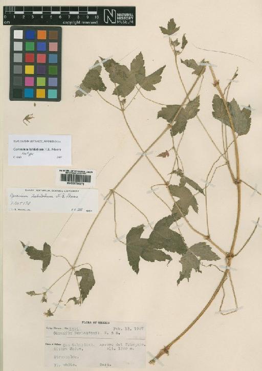 Geranium latilobum Moore - BM000796272