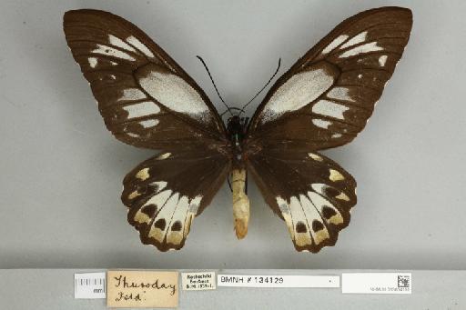 Ornithoptera priamus pronomus Gray, 1852 - 013604151__