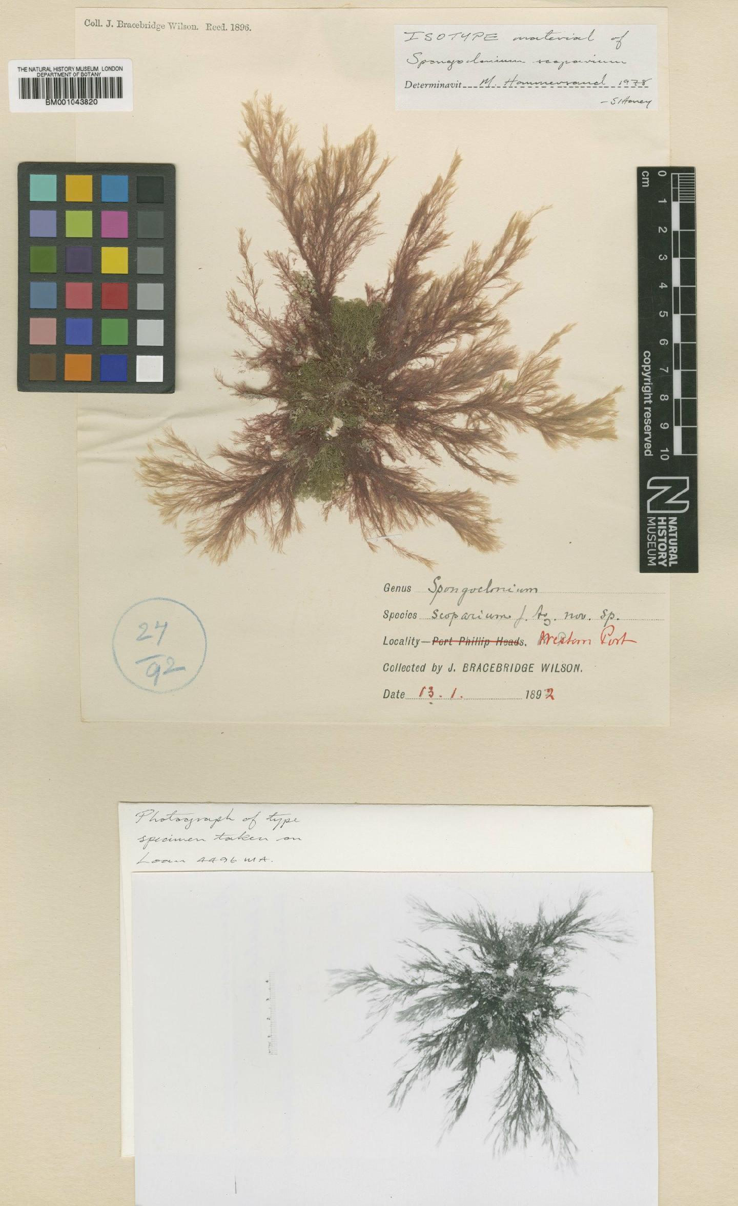 To NHMUK collection (Spongoclonium scoparium J.Agardh; Isotype; NHMUK:ecatalogue:2389513)