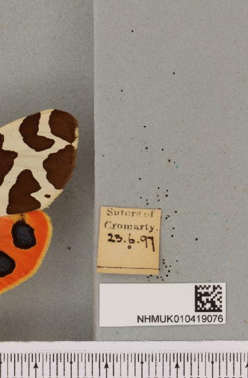 Arctia caja (Linnaeus, 1758) - NHMUK_010419076_label_531883