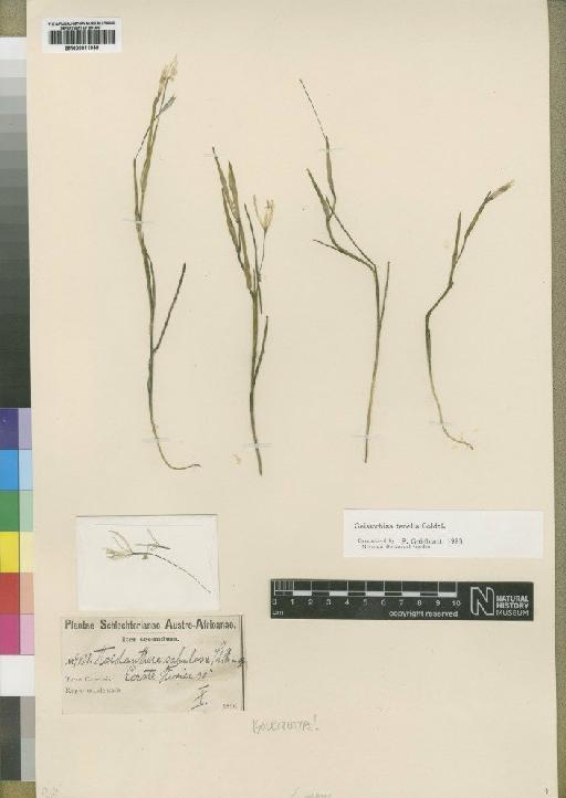 Geissorhiza tenella Goldblatt - BM000911949