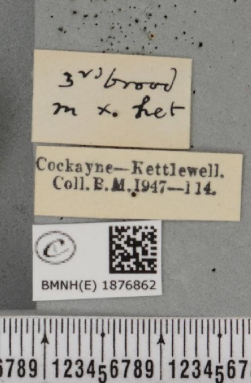 Selenia tetralunaria ab. nigrescens Cockayne, 1949 - BMNHE_1876862_a_label_449244