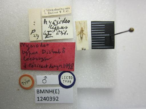 Nysiodes typus Distant, 1918 - Nysiodes typus-BMNH(E)1240392-Lectotype male dorsal & labels