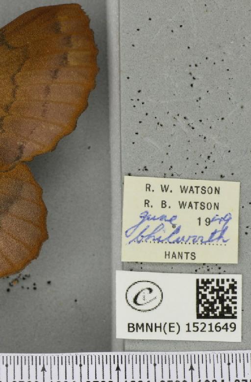 Gastropacha quercifolia (Linnaeus, 1758) - BMNHE_1521649_label_198604