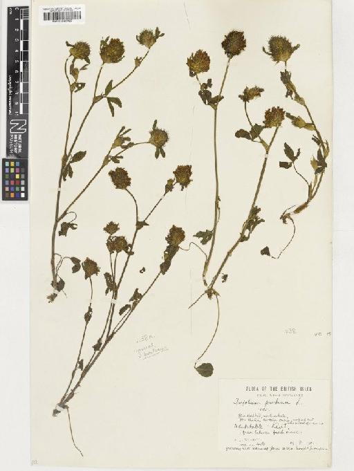 Trifolium pratense L. - BM001036725